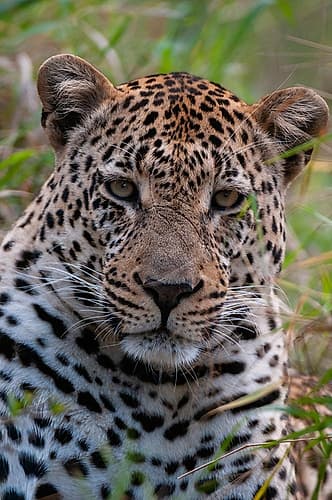 Close-up portrait of a male leopard-Panthera pardus Mala Mala Game Reserve-South Africa Nature Print